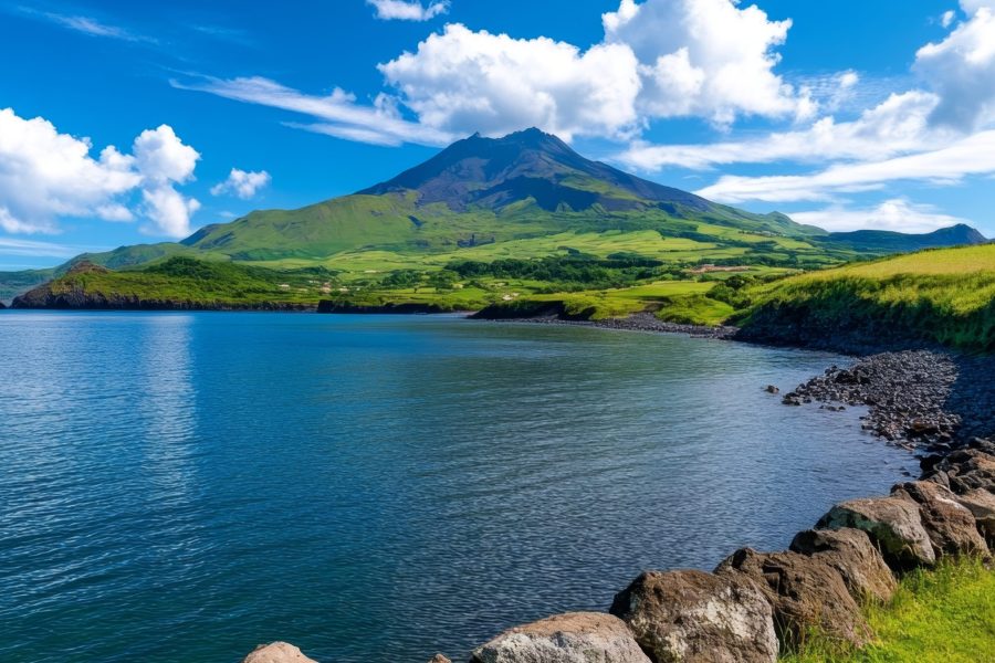 Observação de Cetáceos no Faial